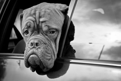 Portrait of dog by car