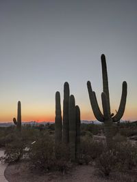 Cactus growing on field against sky during sunset