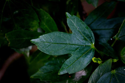 Close-up of wet leaves