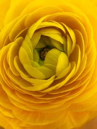 Full frame shot of yellow rose