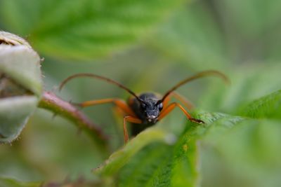 Close-up of insect on leaf