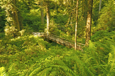 Hidden bridge in redwoods national park