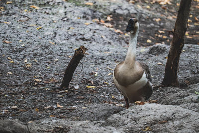 Close-up of birds perching on land