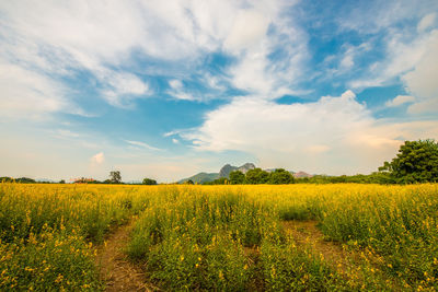 Scenic view of oilseed rape field against sky