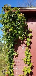 Ivy growing on tree