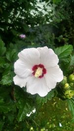 Close-up of hibiscus flower