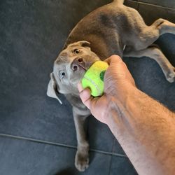 Silver labrador dog is grabbing a yellow ball out of a human hand