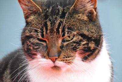 Close-up portrait of a cat