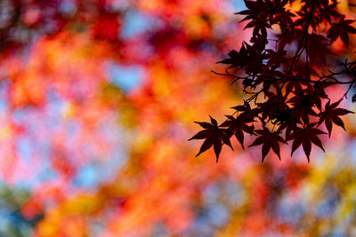 Close-up of maple leaves against blurred background