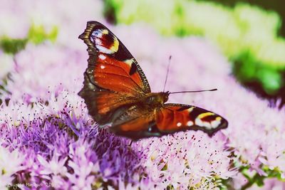 Close-up of butterfly on purple flowers