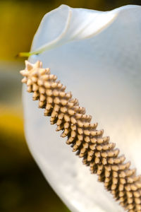 Close-up of flower against blurred background