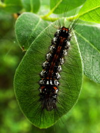 Close-up of insect on plant