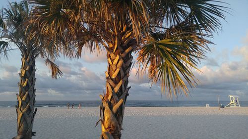 Scenic view of palm trees on beach