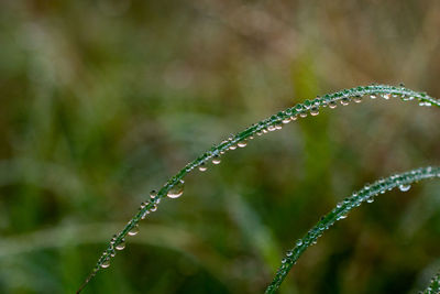 dew