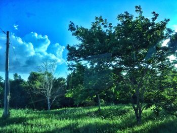 Trees on field against blue sky