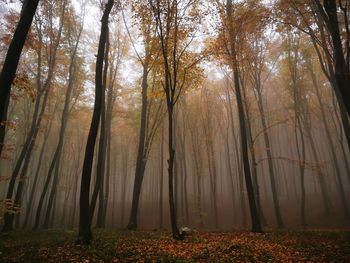 Trees in forest during autumn