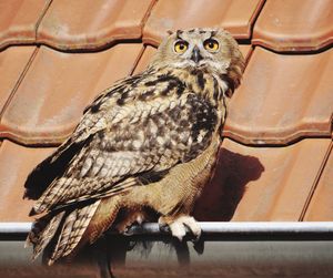 Close-up portrait of owl perching outdoors