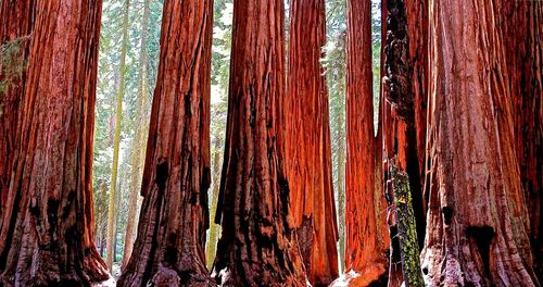 Full frame shot of tree trunk