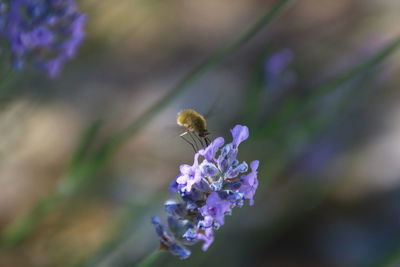 Close-up of bee on purple flower