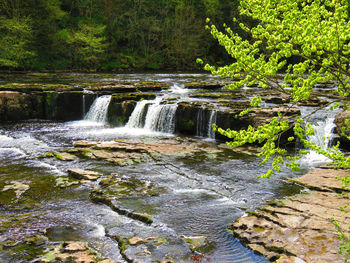 Scenic view of waterfall in forest