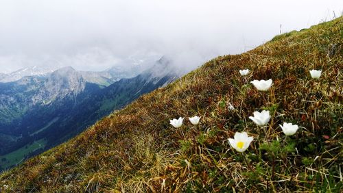 Scenic view of white flowering plants on land against sky