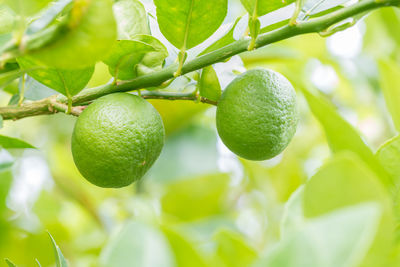 Close-up of fruits growing on tree