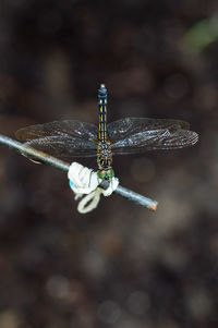 Close-up of dragonfly