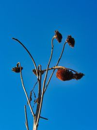 Low angle view of plant against clear blue sky