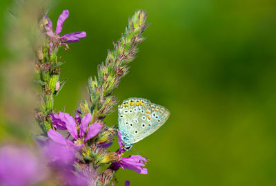 Close-up of butterfly pollinating on purple flowering plant