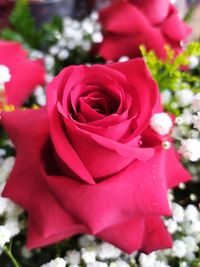 Close-up of pink rose