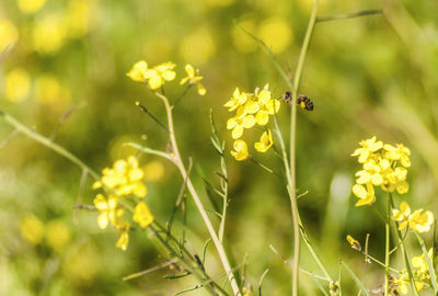 Close-up of butterfly pollinating on yellow flower