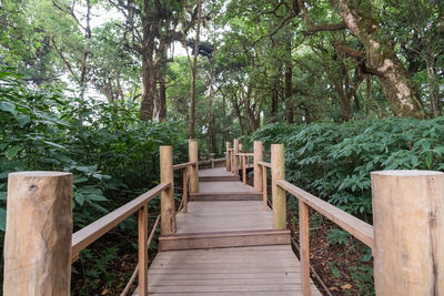 Wooden footbridge amidst trees in forest