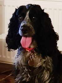 Close-up portrait of dog at home