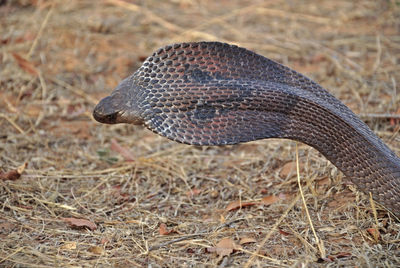 Close-up of an animal on land