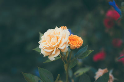 Close-up of rose against blurred background