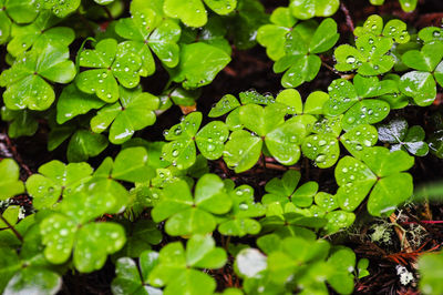 A field full of small clovers at muir woods, very close to san francisco, california, usa.