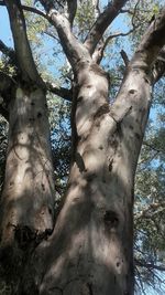 Low angle view of trees against sky