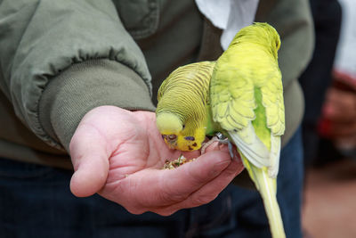 Midsection of man holding bird