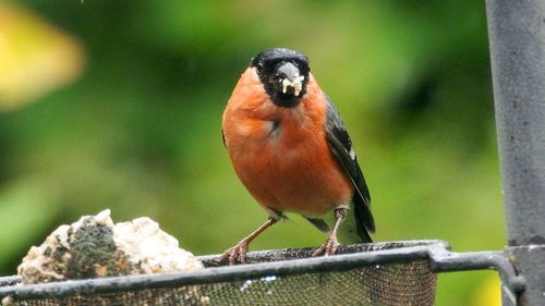 Close-up of bird perching on tree
