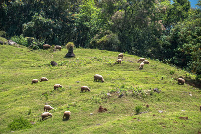 Flock of sheep grazing on field