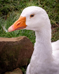 Close-up of goose on field