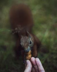 Cropped hand of person feeding peanut to squirrel