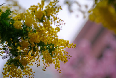 Mimosa in tokyo