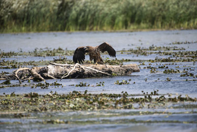 View of birds in lake