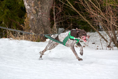 Running pointer dog on sled dog racing. winter dog sport sled team competition. english pointer dog