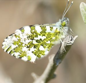 Close-up of butterfly on flower