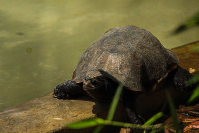 Close-up of tortoise by lake