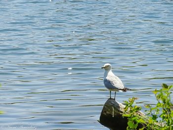 Bird in water