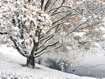 Close-up of snow covered tree