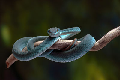 Close-up of snake